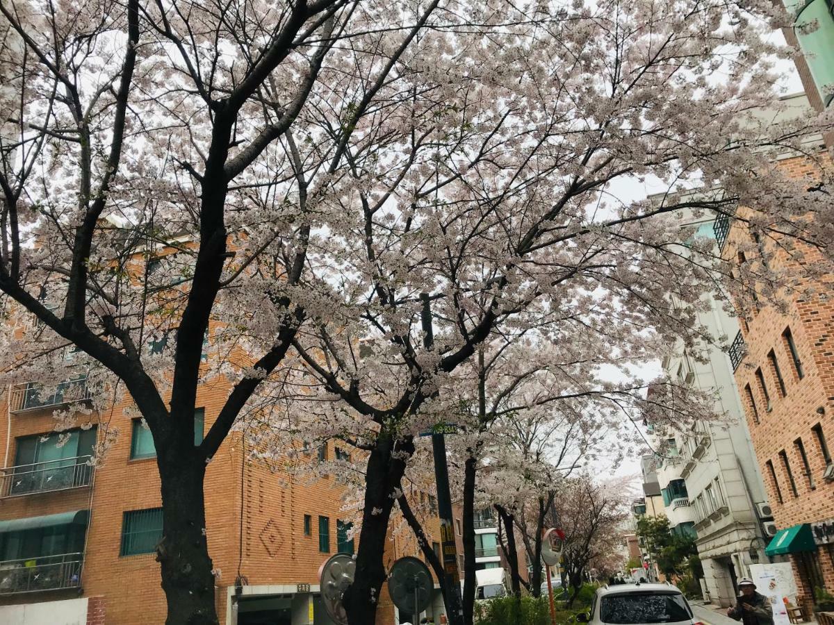 Cherry Blossoms Apartment Seoul